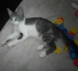 Gatinhos p/adoção...