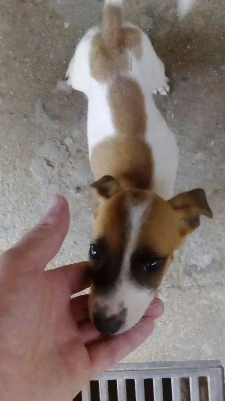 Cachorro ra a Vira-lata idade 7 a 11 meses nome Filhotes