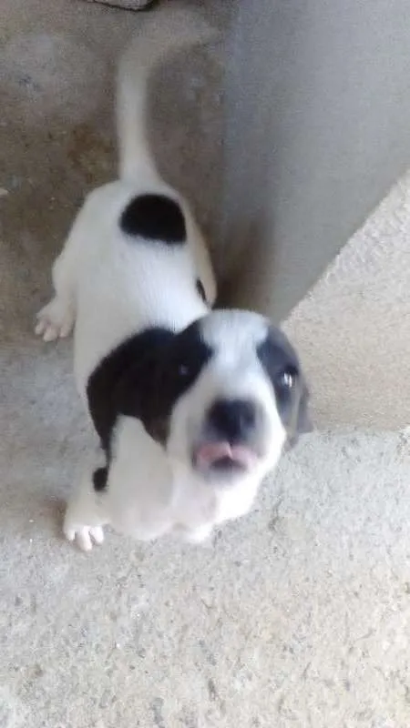 Cachorro ra a Vira-lata idade 7 a 11 meses nome Filhotes