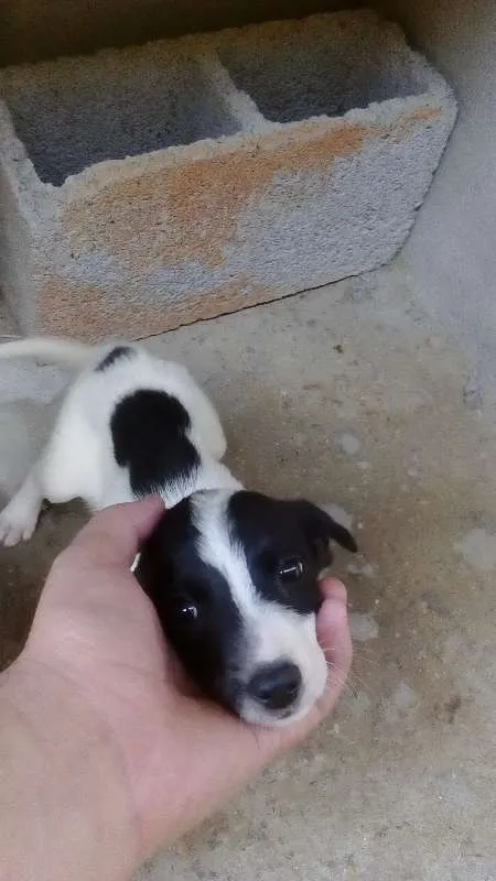 Cachorro ra a Vira-lata idade 7 a 11 meses nome Filhotes