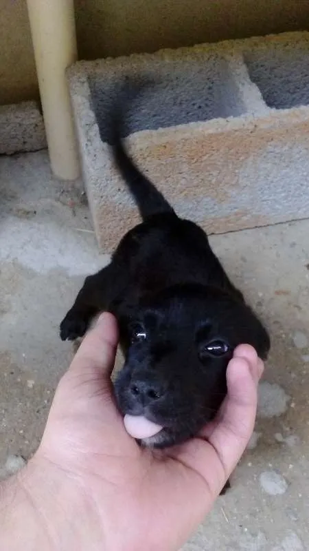 Cachorro ra a Vira-lata idade 7 a 11 meses nome Filhotes