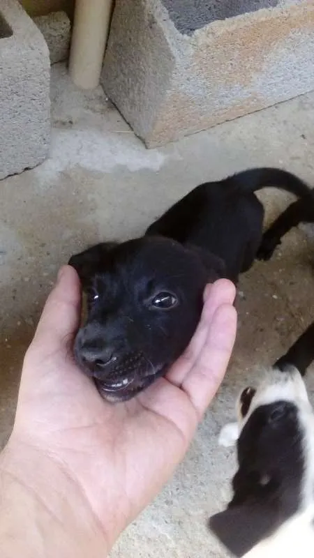 Cachorro ra a Vira-lata idade 7 a 11 meses nome Filhotes