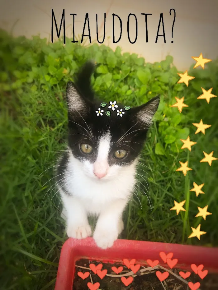 Gato ra a Srd idade 2 a 6 meses nome Almofadinhas