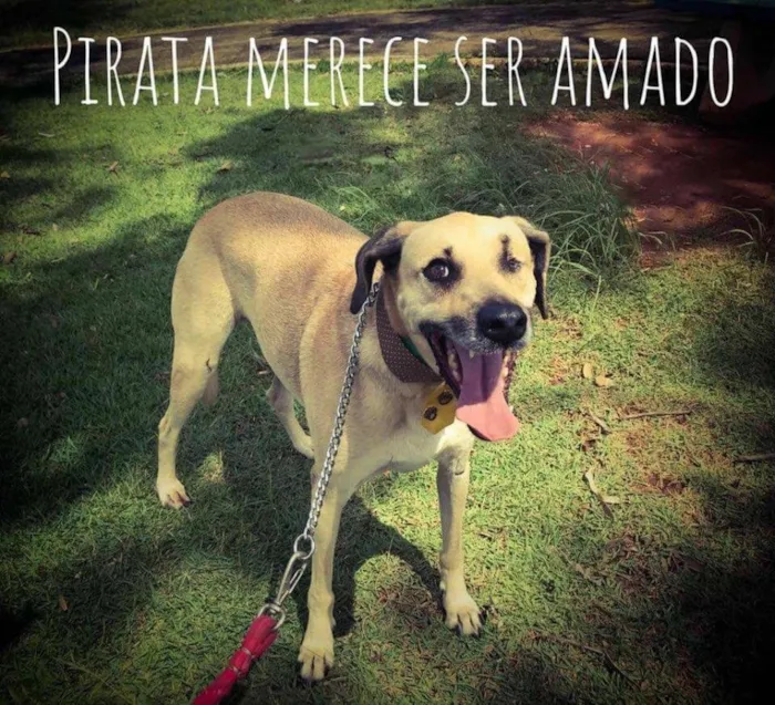 Cachorro ra a Srd idade 5 anos nome Pirata 