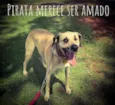 Pirata