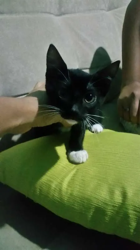 Gato raça  idade 2 a 6 meses nome Frajola e Kitty