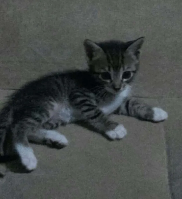 Gato raça  idade 2 a 6 meses nome Frajola e Kitty