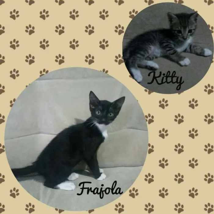 Gato raça  idade 2 a 6 meses nome Frajola e Kitty