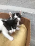 bebes