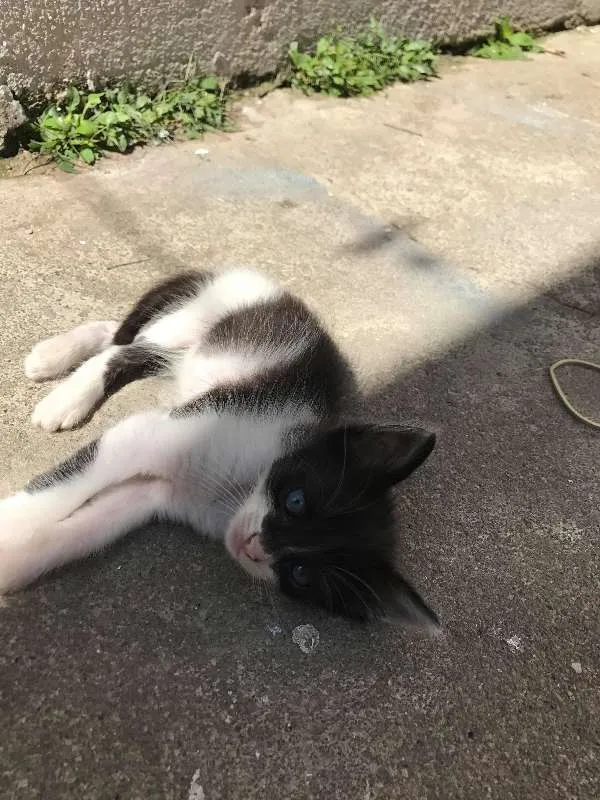 Gato ra a  idade 2 a 6 meses nome bebes