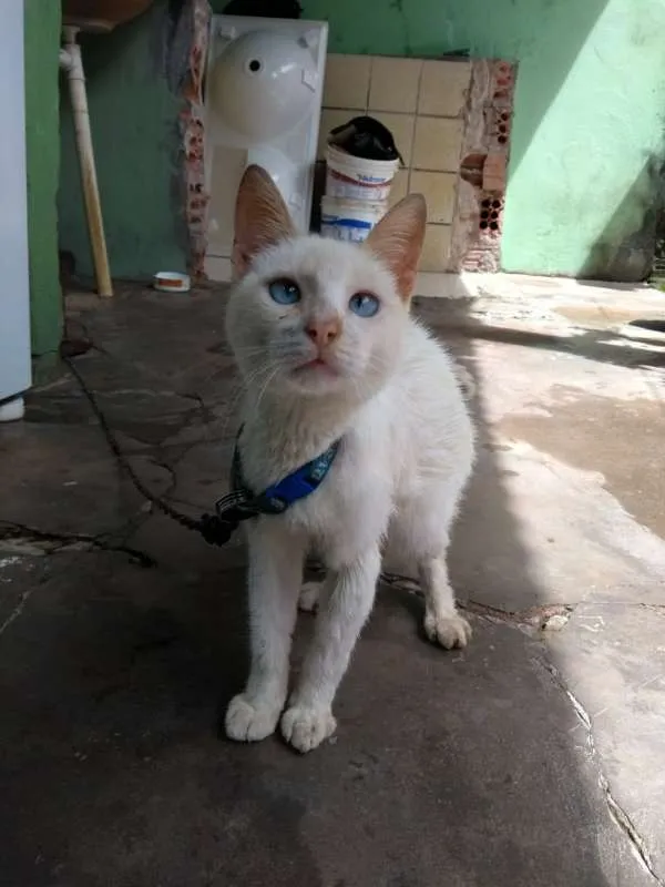 Gato raça misturado idade 2 a 6 meses nome flash