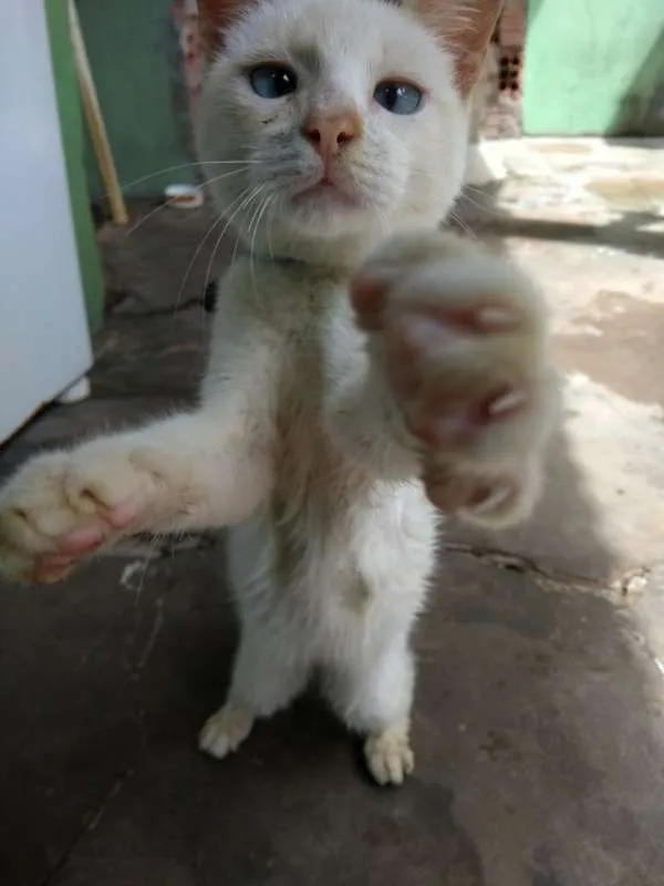 Gato raça misturado idade 2 a 6 meses nome flash