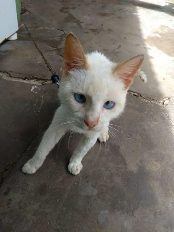 Gato raça misturado idade 2 a 6 meses nome flash