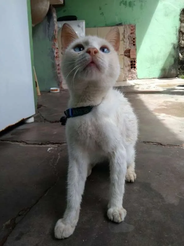 Gato raça misturado idade 2 a 6 meses nome flash