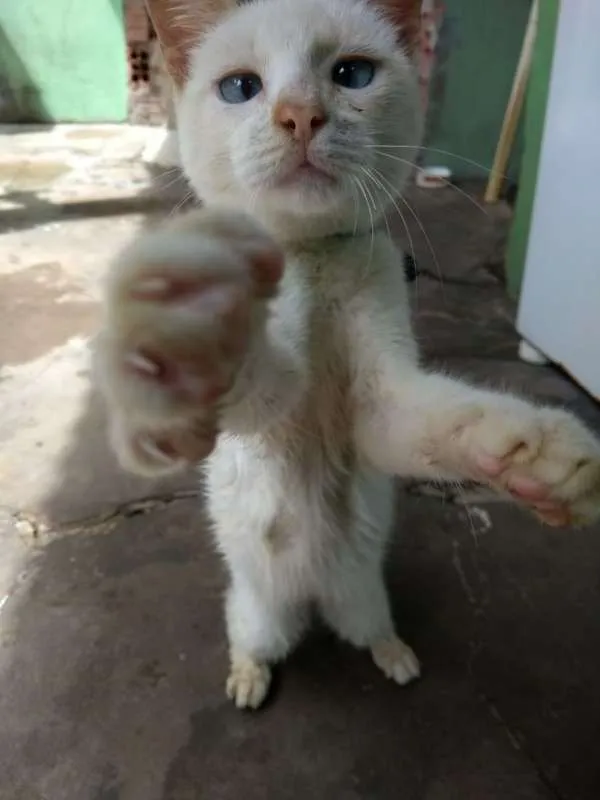 Gato raça misturado idade 2 a 6 meses nome flash