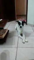 Pingo