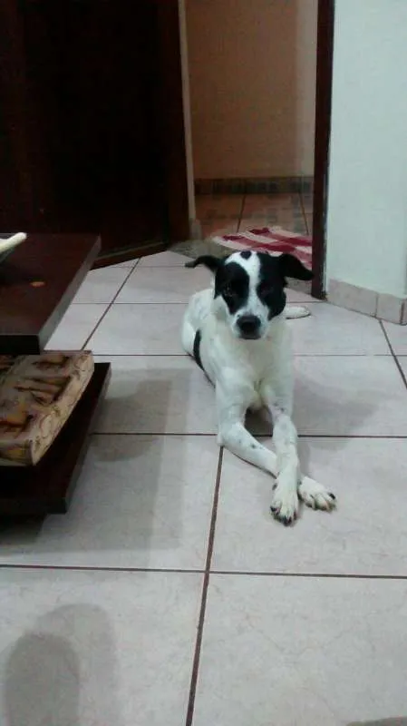 Cachorro ra a SRD idade 5 anos nome Pingo