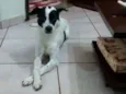 Pingo