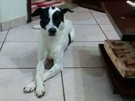 Cachorro ra a SRD idade 5 anos nome Pingo
