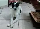 Cachorro raça SRD idade 5 anos nome Pingo