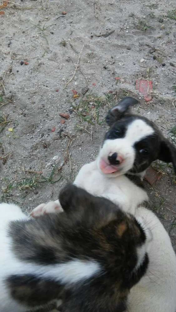 Cachorro ra a Mestiço idade 2 a 6 meses nome Gui