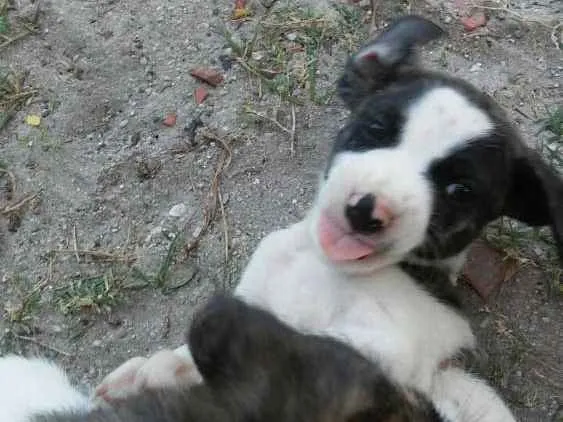 Cachorro ra a Mestiço idade 2 a 6 meses nome Gui