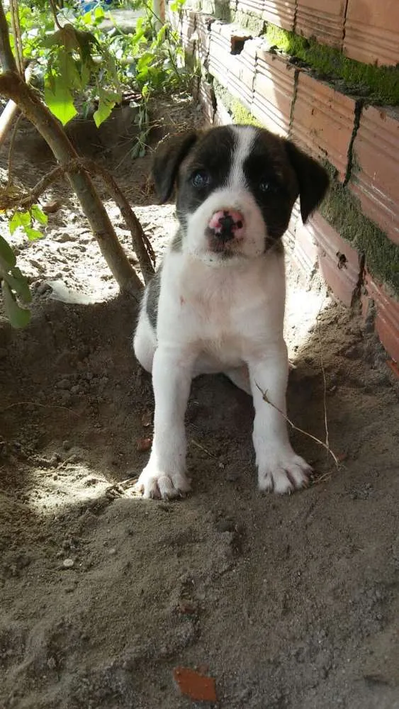 Cachorro ra a Mestiço idade 2 a 6 meses nome Gui