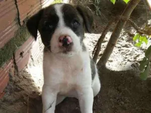 Cachorro raça Mestiço idade 2 a 6 meses nome Gui
