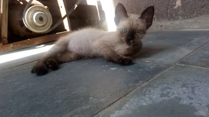 Gato ra a Viralata  idade 2 a 6 meses nome Branquinho 