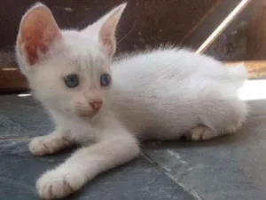 Gato raça Viralata  idade 2 a 6 meses nome Branquinho 