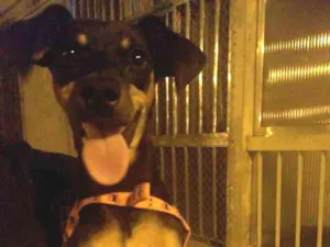 Cachorro raça Sem raça definida idade 7 a 11 meses nome Sem nome