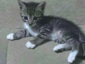 Gato raça  idade 2 a 6 meses nome Frajola e Kitty