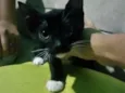 Gato raça  idade 2 a 6 meses nome Frajola e Kitty