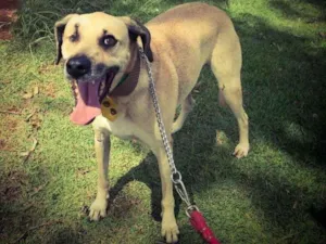 Cachorro raça Srd idade 5 anos nome Pirata 