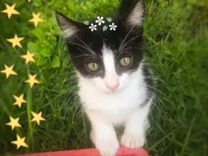 Gato raça Srd idade 2 a 6 meses nome Almofadinhas