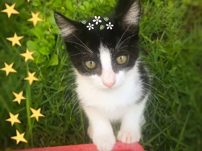 Gato ra a Srd idade 2 a 6 meses nome Almofadinhas