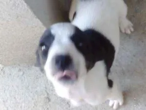 Cachorro raça Vira-lata idade 7 a 11 meses nome Filhotes