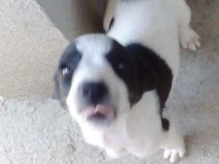 Cachorro ra a Vira-lata idade 7 a 11 meses nome Filhotes