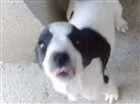 Cachorro raça Vira-lata idade 7 a 11 meses nome Filhotes