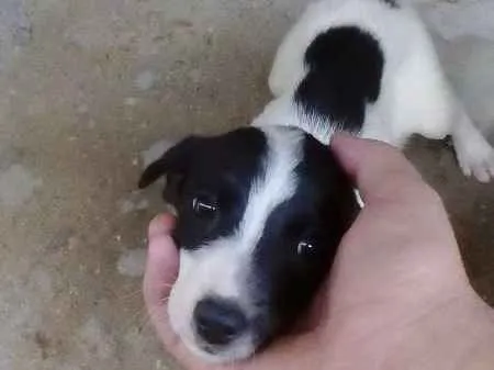 Cachorro ra a Vira-lata idade 7 a 11 meses nome Filhotes