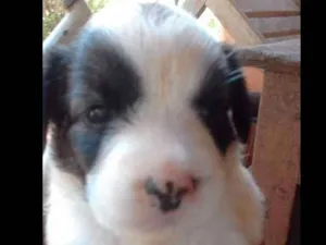Cachorro raça bodle idade Abaixo de 2 meses nome nao tem nome ainda