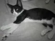Gatinhos p/adoção...