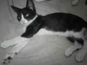 Gato raça Viralata idade 2 a 6 meses nome Gatinhos p/adoção...