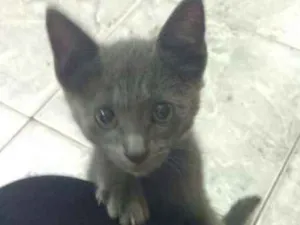 Gato raça - idade 2 a 6 meses nome TRICKS