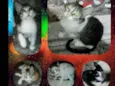 Gatinhos p/adoção...