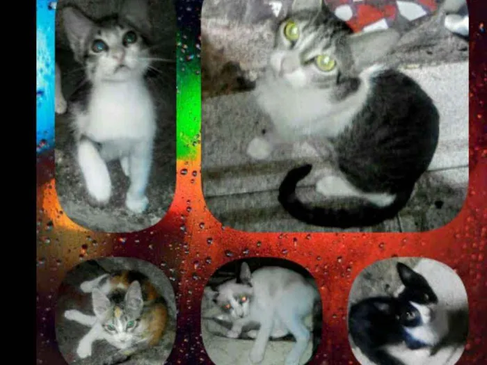 Gato raça São gatos viralatas idade 2 a 6 meses nome Gatinhos p/adoção...