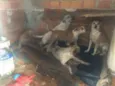macaco