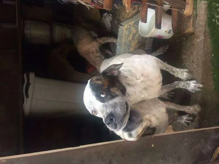 Cachorro ra a podoor,vira lata idade 5 anos nome macaco