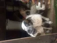 macaco