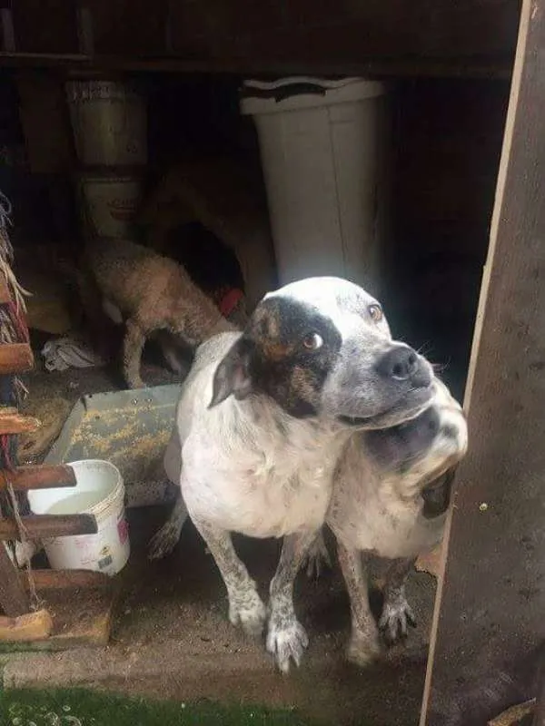 Cachorro ra a podoor,vira lata idade 5 anos nome macaco